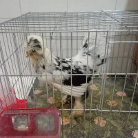 باسلام مرغ خونگی