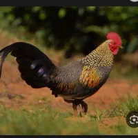 معاوضه مرغ یا خروس با توله