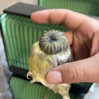قناری گلاستر اورجینال