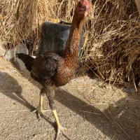 مرغوخروس لاری|حیوانات مزرعه|تبریز, |دیوار