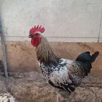 خروس جوان