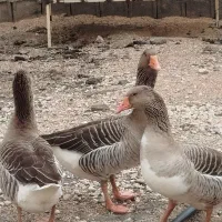 سه عدد غاز ماده ۴۵۰۰چهار میلیون پانصد