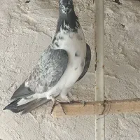 چند تا کبوتر پرشی سالم و سرحال
