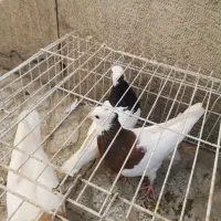 سه تا کبوتر طوقی