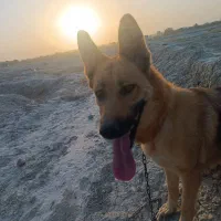 سگ ژرمن