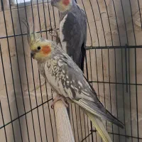 جفت عروس هلندی