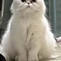 خاک بستر گربه