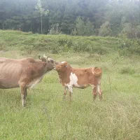 گاو دورگ محلی با گوساله ماده