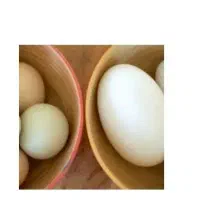 تخم غاز نطفه دار
