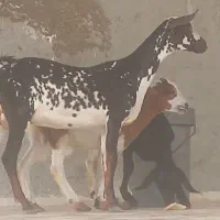 ۴عددکهر ه ۲تا بز  داشت کشتن نذری کهره نر