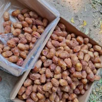 فروش خرمای زاهدی|عمدهفروشی|قیروکارزین, |دیوار