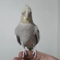 عروس هلندی ۲عدد ماده  مولد یک عدد جوجه نر|پرنده|محمدشهر, ولدآباد|دیوار