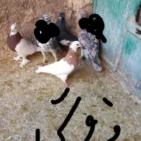 کفترزرنگ دست اولی