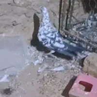 کفتر گلی پلاکی و درب گنجه|پرنده|کازرون, |دیوار