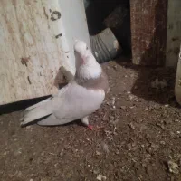 کبوتر ماده طوقی سالم وسرحال