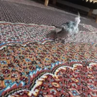 عروس هلندی ماده