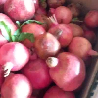 انار شیراز|خوردنی و آشامیدنی|قم, آرامستان بهشت معصومه|دیوار