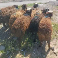 بره نر جهت پروار
