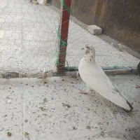 کبوتر فروشی