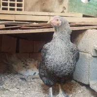 مرغ برهما ویاندوت آمریکایی|حیوانات مزرعه|ایوان, |دیوار