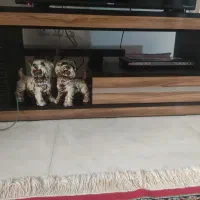 میز تلوزیون