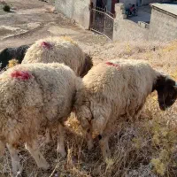 بره چاق کشتار ی