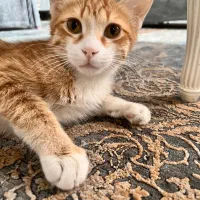 واگذاری رایگان گربه نارنجی
