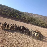 بز چاق و جوان
