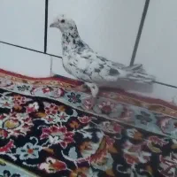 کفتر سار نر