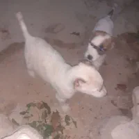 سگ خراسانی|سگ|شیروان (خراسان), |دیوار