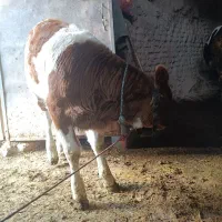 گاو گوساله سیمینتال|حیوانات مزرعه|سنقر, |دیوار