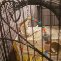 عروس هلندی|پرنده|صباشهر, |دیوار