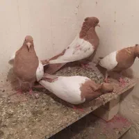 کفتر سینه زرد|پرنده|چناران, |دیوار