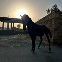 اسب دره شور