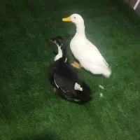 یک جفت اردک