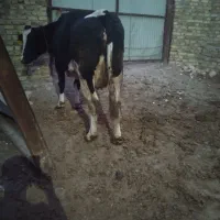 گاو شیری|حیوانات مزرعه|تاکستان, |دیوار