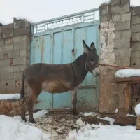 خریدوفروش خر یاهمون الاغ