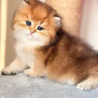 گربه های اصیل و خالص و شجره دار|گربه|شیراز, عفیف‌آباد|دیوار