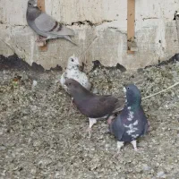 کفتر|پرنده|شیراز, محمودآباد|دیوار