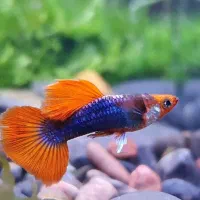 ماهی گوپی مولد تزئینی|ماهی|یزد, |دیوار