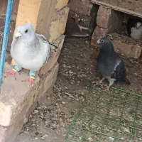 کبوتر جفت پرشی