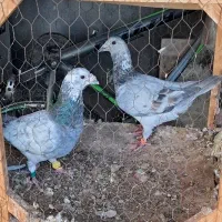 کبوتر.بزک.دست پر
