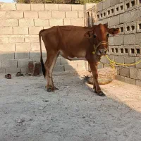 پروفروشی|حیوانات مزرعه|شیبکوه (هرمزگان), |دیوار