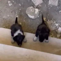 سگ قدریجونی|سگ|الیگودرز, |دیوار