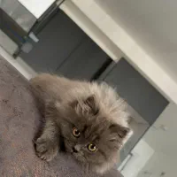 اجاره سوییت