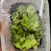 حلزون آچاتینا|خزنده|یزد, |دیوار