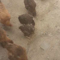 ۷ عدد مرغ تخم گذار رسمی فروش فوری به علت جابه جایی