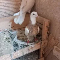 شش‌عدد‌کبوتر‌