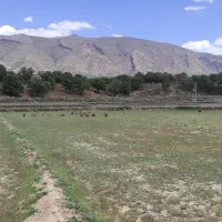 نیمه کاری زمین کشاورزی جهت گوجه