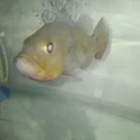 آکواریوم|ماهی|مشهد, امیر المومنین|دیوار